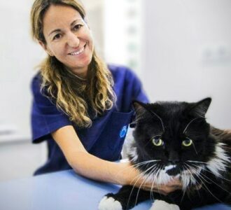 medicina felina